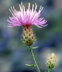 Centaurea stoebe australis