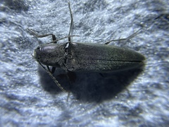 Orthostethus pectinicornis