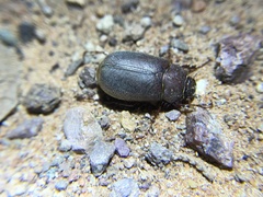 Phyllophaga vetula
