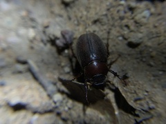 Phyllophaga vetula