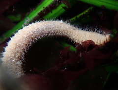 Pherusa andersonorum