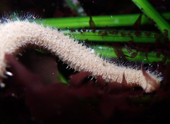 Pherusa andersonorum