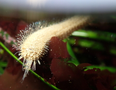 Pherusa andersonorum