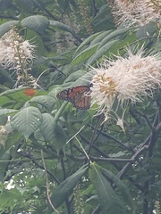 Danaus plexippus