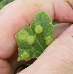 Pachypsylla celtidisasterisca