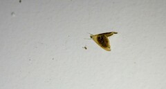 Glaphyria fulminalis