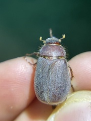 Phyllophaga vetula