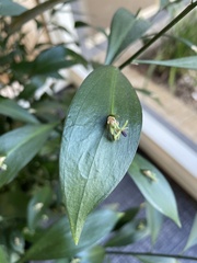 Ruscus