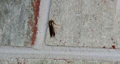 Ochropleura implecta