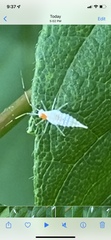 Hyaliodes