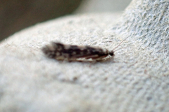 Agraylea multipunctata