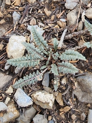 Pedicularis semibarbata charlestonensis
