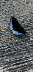 Lexias dirtea