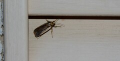 Ochropleura implecta