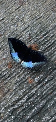 Lexias dirtea