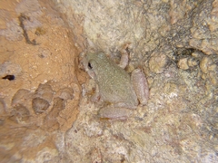 Hyla arenicolor
