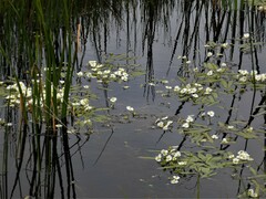 Sagittaria cuneata