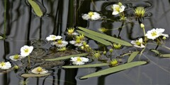 Sagittaria cuneata