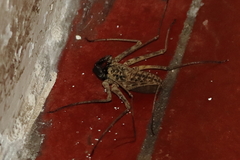 Paraphrynus laevifrons