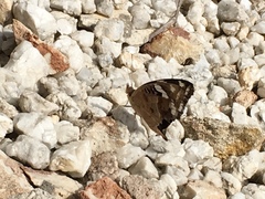 Junonia oenone oenone