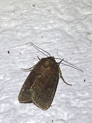 Pseudorthodes