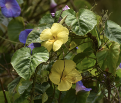 Hibiscus brackenridgei