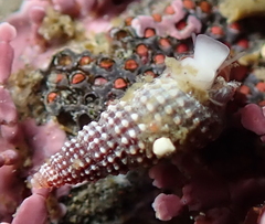 Triphoroidea