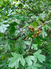 Crataegus