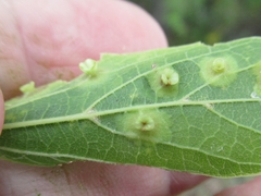 Pachypsylla celtidisasterisca