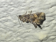 Homophoberia apicosa