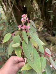 Miconia polytopica