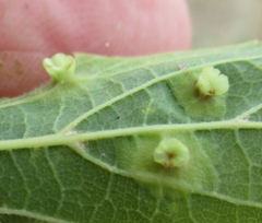 Pachypsylla celtidisasterisca