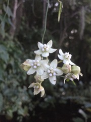 Funastrum clausum