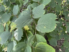 Celtis koraiensis