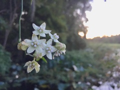 Funastrum clausum