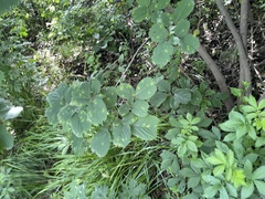 Celtis koraiensis