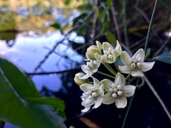 Funastrum clausum