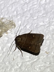 Pseudorthodes