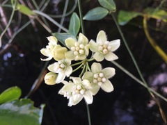 Funastrum clausum