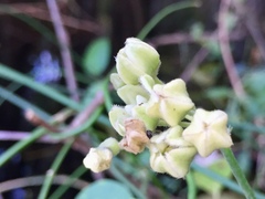 Funastrum clausum
