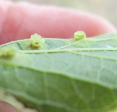 Pachypsylla celtidisasterisca