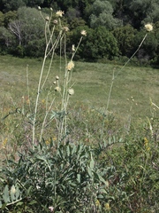 Rhaponticoides kasakorum