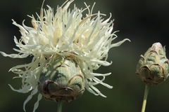 Rhaponticoides kasakorum