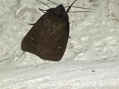 Pseudorthodes