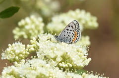 Euphilotes heracleoides