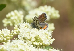 Euphilotes heracleoides
