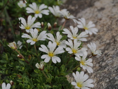 Cerastium uniflorum