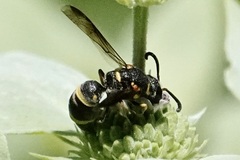 Parancistrocerus fulvipes