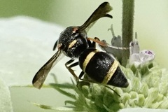 Parancistrocerus fulvipes