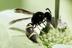 Parancistrocerus fulvipes